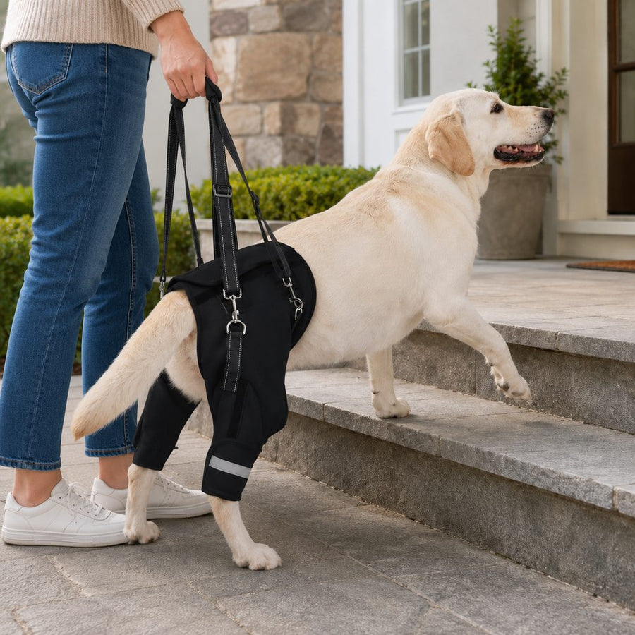 Paws in Awe Help Your Senior Dog Climb Stairs, Get in the Car & Walk with Rear-Leg Support hero lifestyle scene showing the product in its most natural real-use environment