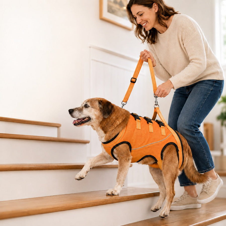 Senior Mobility Support