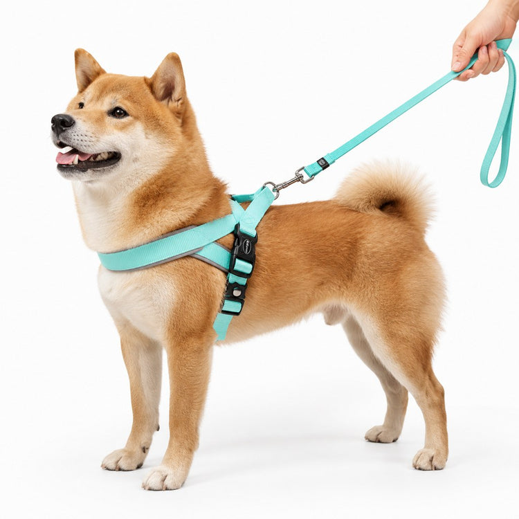Walking Safety