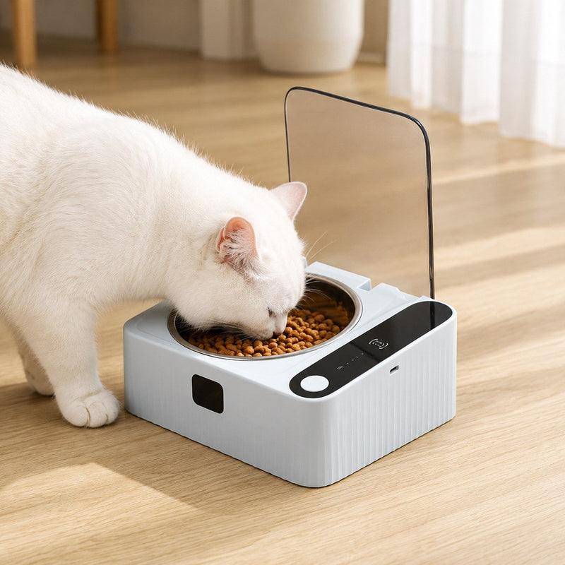 Cat Feeding