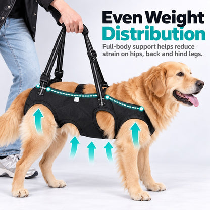 Full-body support and even weight distribution for a dog