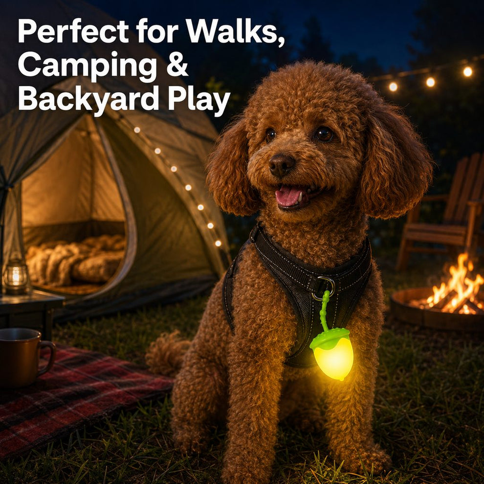 Paws in Awe AcornGlow USB-C Rechargeable Pet Safety Light for Night Walks - Clip-On Acorn LED Charm for Collars, Harnesses & Leashes to Help Dogs Stay Visible After Dark image 4