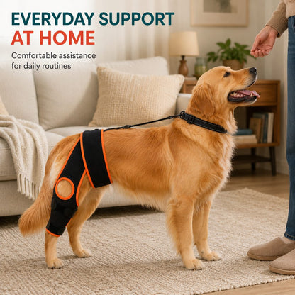 Dog knee brace with collar support strap for supervised support at home