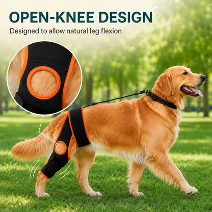 Open-knee design on adjustable dog knee brace