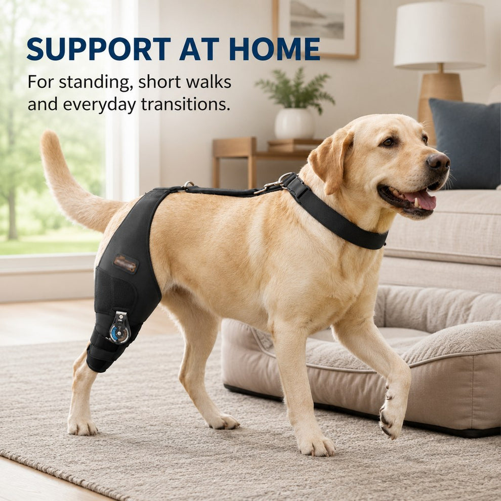 Dog knee brace for standing and supervised support at home