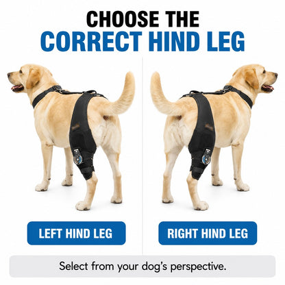 Choose left hind leg or right hind leg dog knee brace from dog's perspective