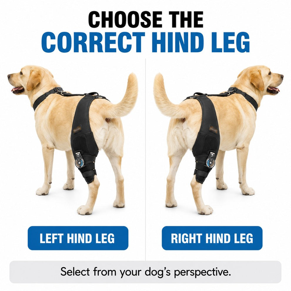 Choose left hind leg or right hind leg dog knee brace from dog's perspective