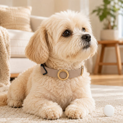 Paws in Awe AirTag-Compatible Pet Collar Holder for Cats & Small Dogs - No-Dangle Tracker Protection for Home, Walks & Everyday Pet Safety image 1