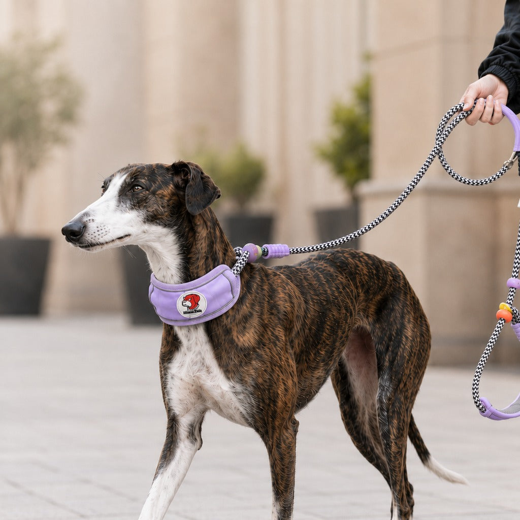 Paws in Awe Anti-Choke Dog Leash for Everyday Walks - Padded Neck Protection & Better Control for Pullers image 12