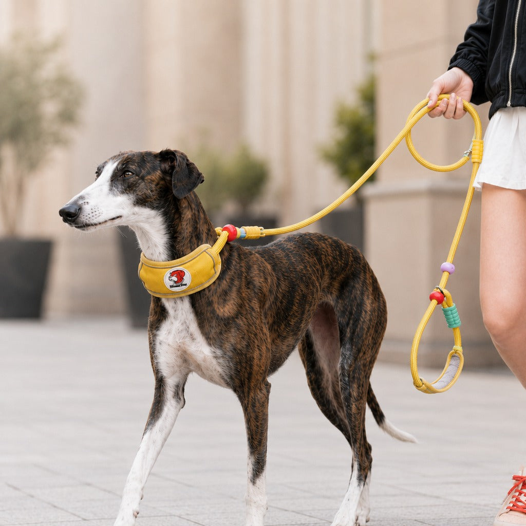 Paws in Awe Anti-Choke Dog Leash for Everyday Walks - Padded Neck Protection & Better Control for Pullers image 11