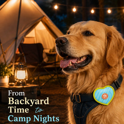 Rechargeable heart pet visibility light for evening walks