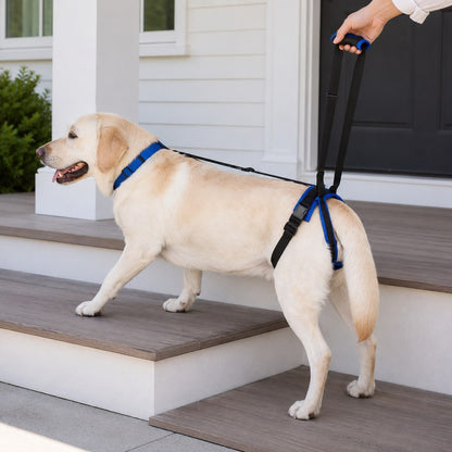 Black dog rear lift support harness