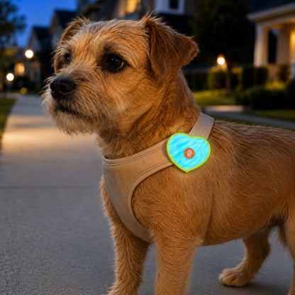 Rechargeable heart pet visibility light for evening walks
