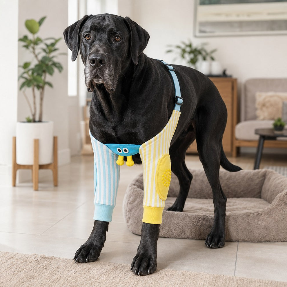 Dog wearing blue and yellow stripe elbow protector sleeves indoors