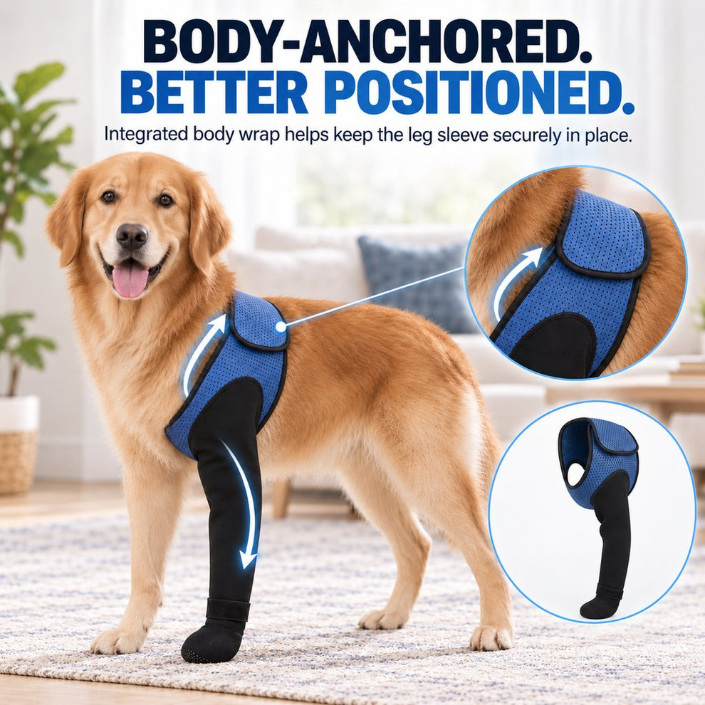 Body-anchored dog front leg protective sleeve positioned around the torso
