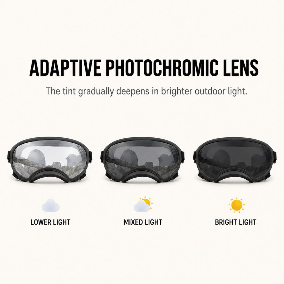 Photochromic dog goggles lens demonstration
