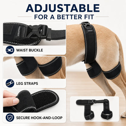Dog hip and rear leg brace fit guide