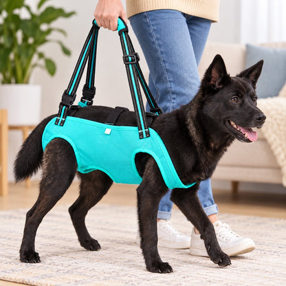 Green full-body dog lift harness providing walking support for a senior dog