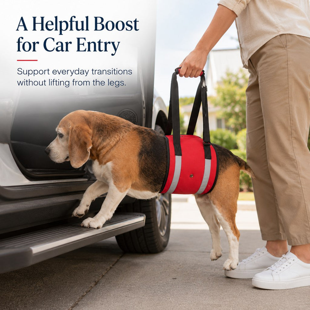 Dog lift support sling helping with car entry assistance