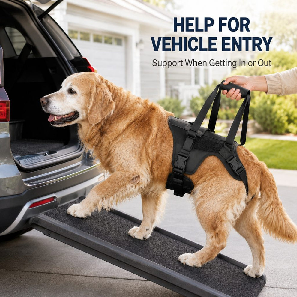 Dog mobility harness for vehicle entry support