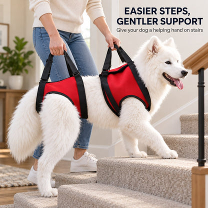 Dog mobility lift harness assisting a dog on stairs