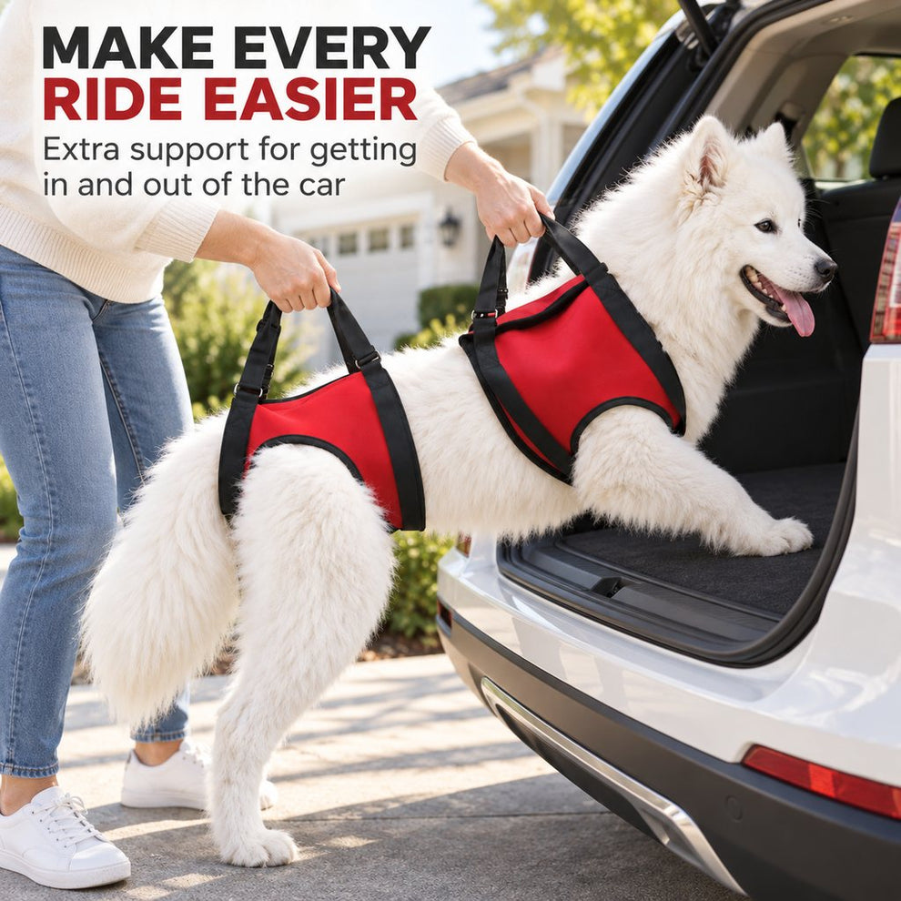 Dog mobility support harness for car entry assistance