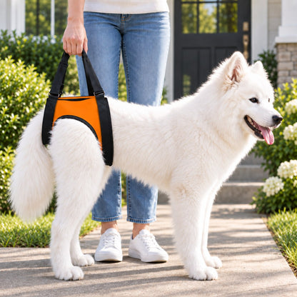 Orange rear support dog mobility lift harness