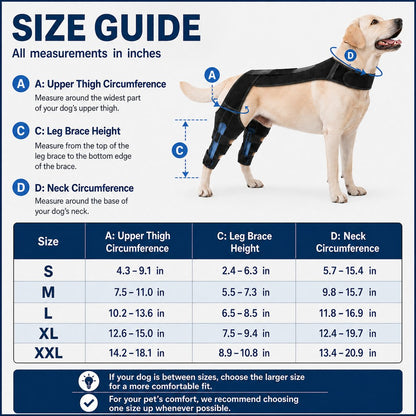 Paws in Awe Dog Rear Leg Support Harness for Senior Dogs - Dual Hind Leg Mobility Aid for Walking & Standing image 10