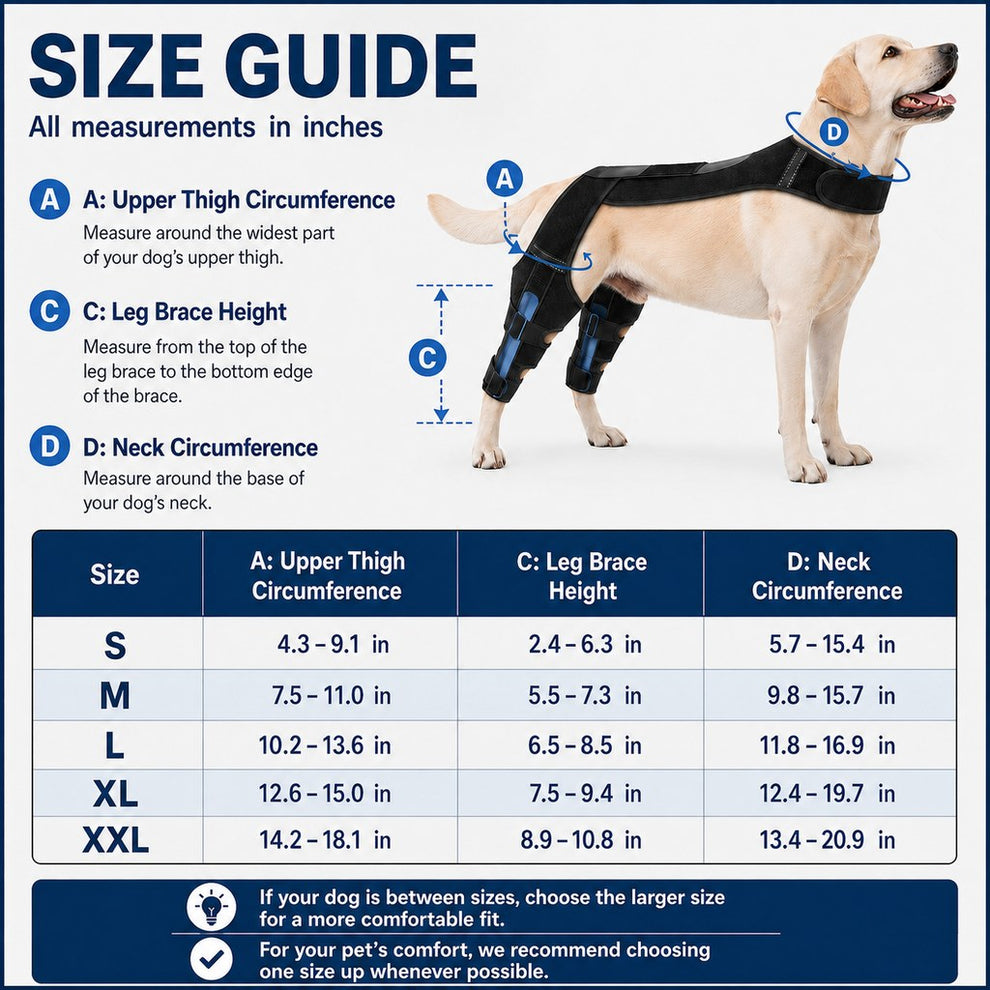 Paws in Awe Dog Rear Leg Support Harness for Senior Dogs - Dual Hind Leg Mobility Aid for Walking & Standing image 10