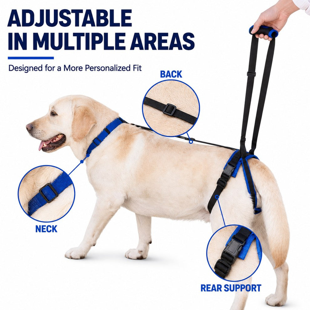 Dog rear lift harness for car entry assistance