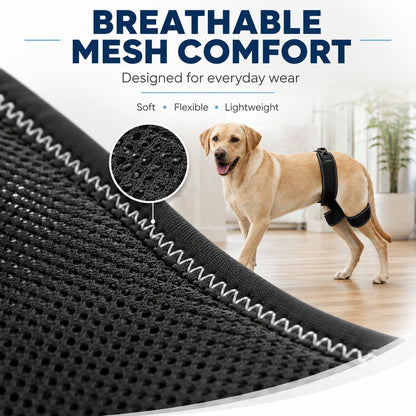 Dog support brace for supervised daily walks