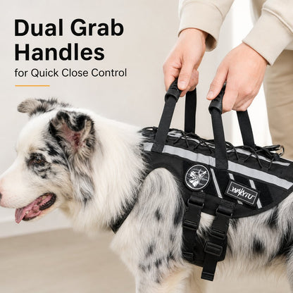 Outdoor dog harness and bungee leash set for walking and hiking