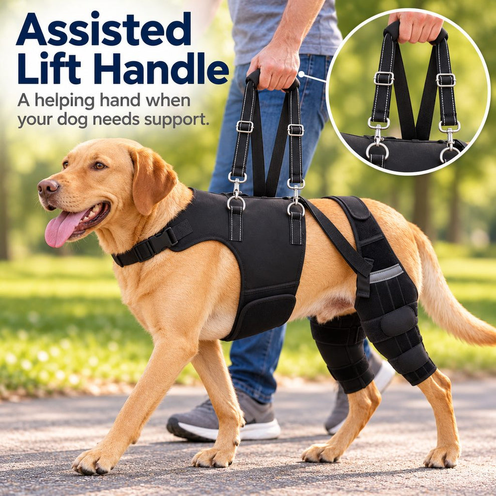 padded lift handle on dual rear leg dog support harness
