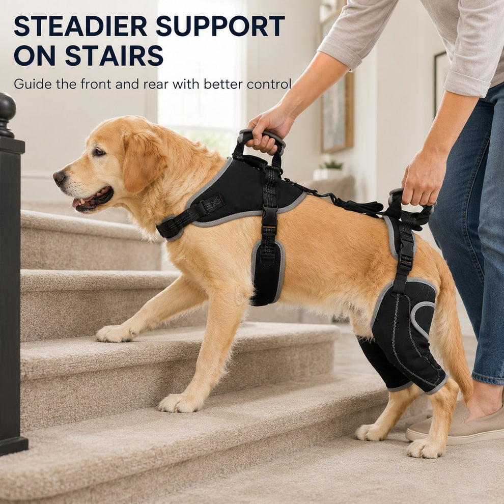 Dual rear-leg support dog lift harness