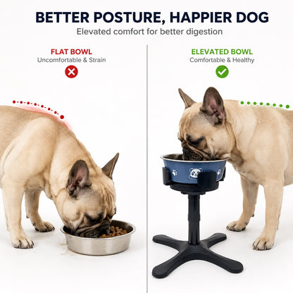 French Bulldog comfort feeding bowl with raised stand