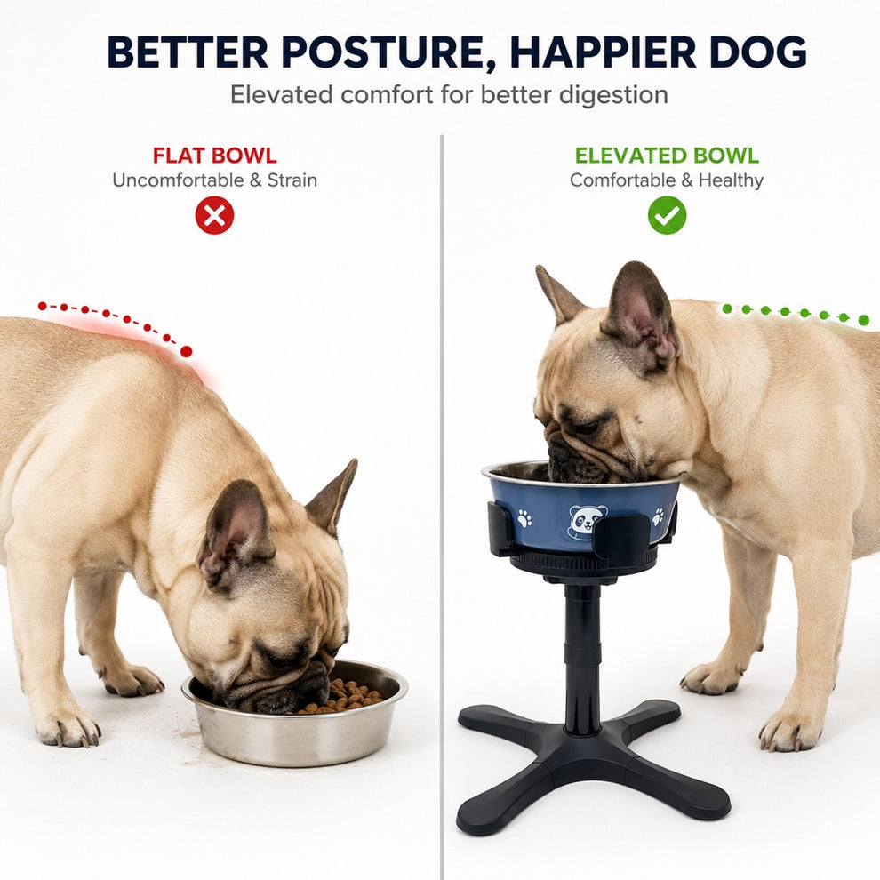 French Bulldog comfort feeding bowl with raised stand