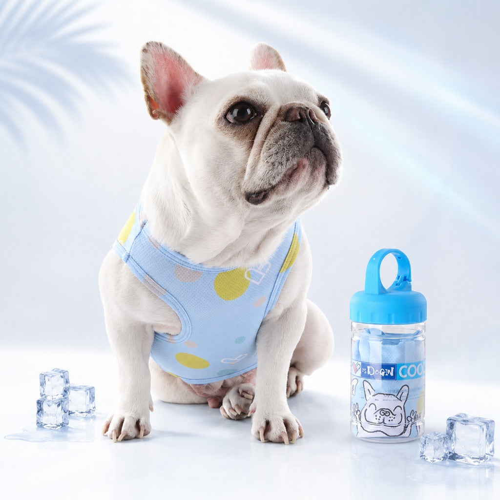 French Bulldog wearing blue cooling vest for hot summer walks
