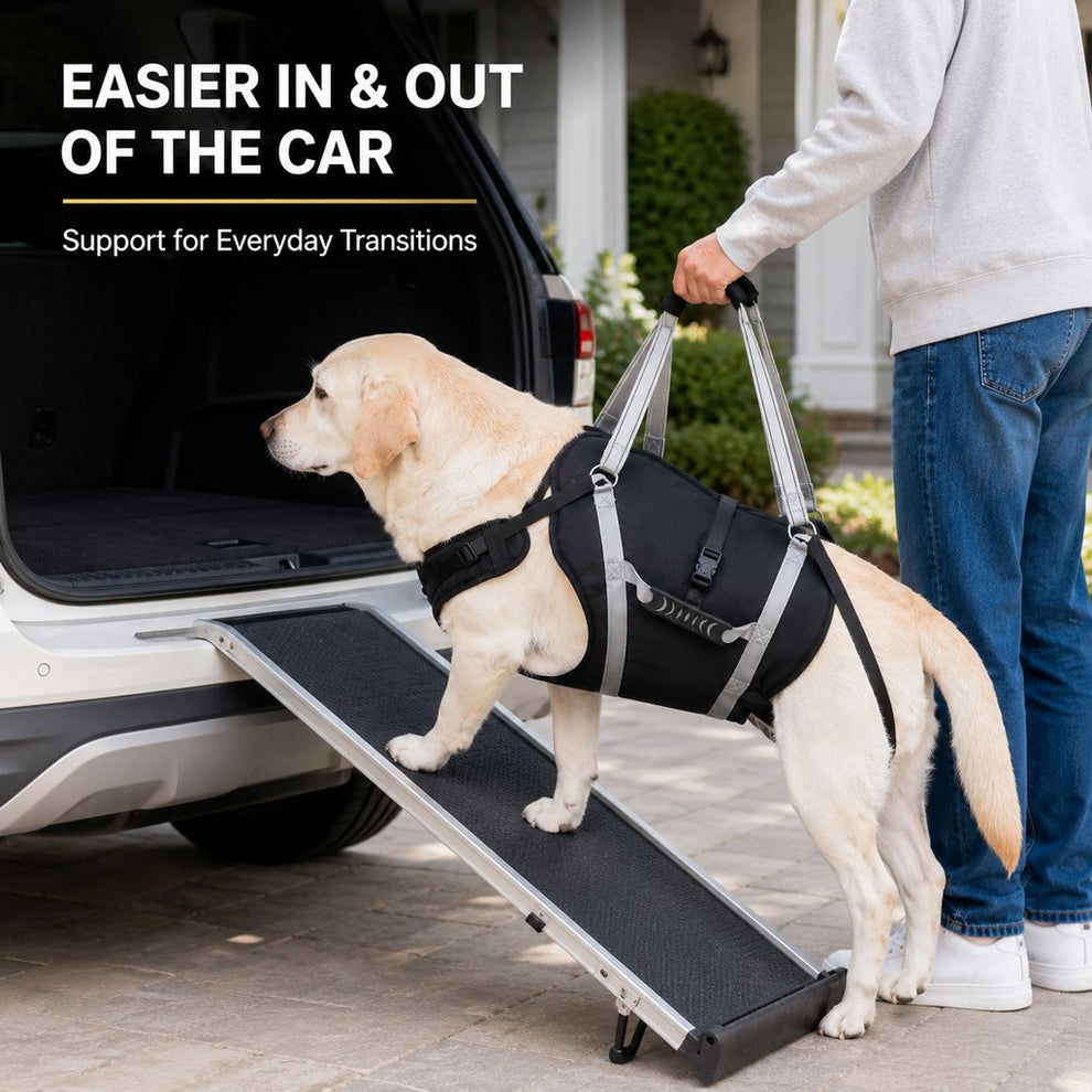 Large senior dog using full-body support harness for car entry