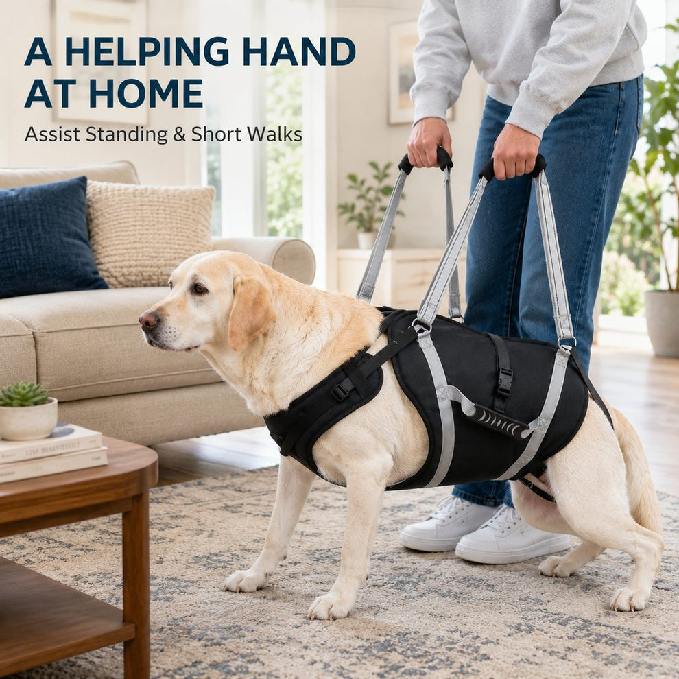 Caregiver assisting senior dog at home with full-body lift harness