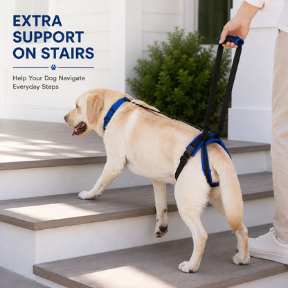 Gray dog rear lift support harness