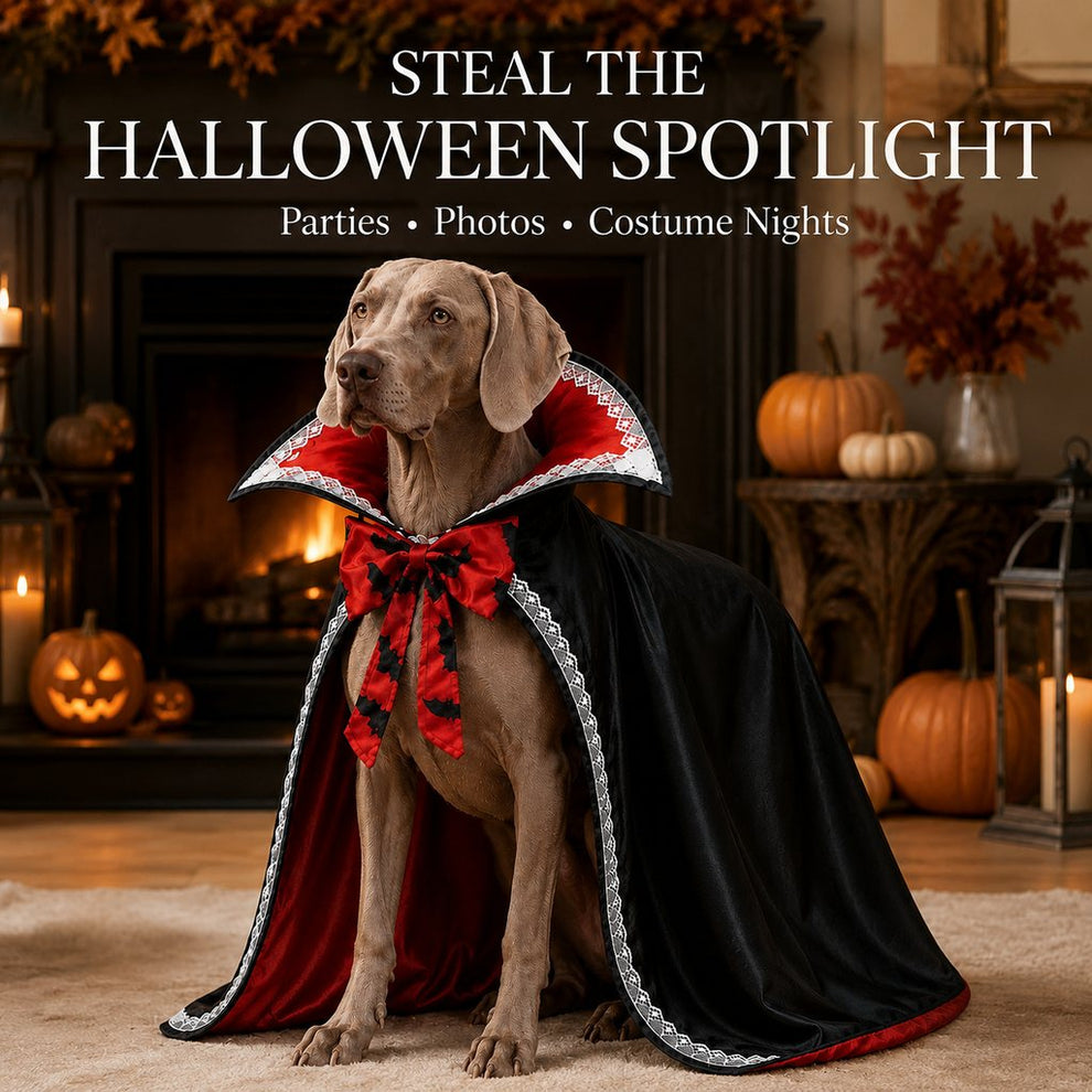 Halloween vampire dog cape costume photo moment