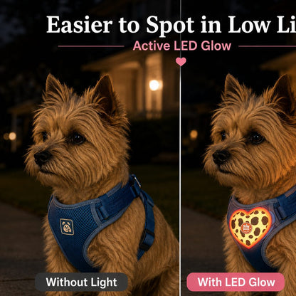 Rechargeable heart pet visibility light for evening walks