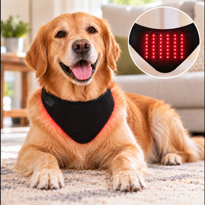 dog wearing black red light therapy neck wrap at home
