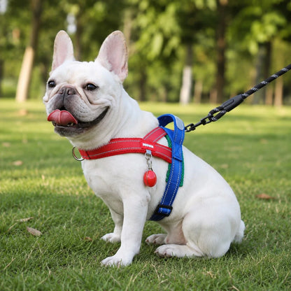 Paws in Awe Reflective French Bulldog Harness & Leash Set for Daily Walks main image