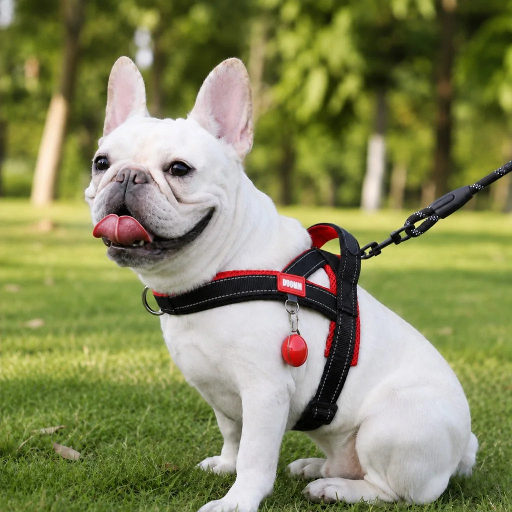 Paws in Awe Reflective French Bulldog Harness & Leash Set for Daily Walks image 14