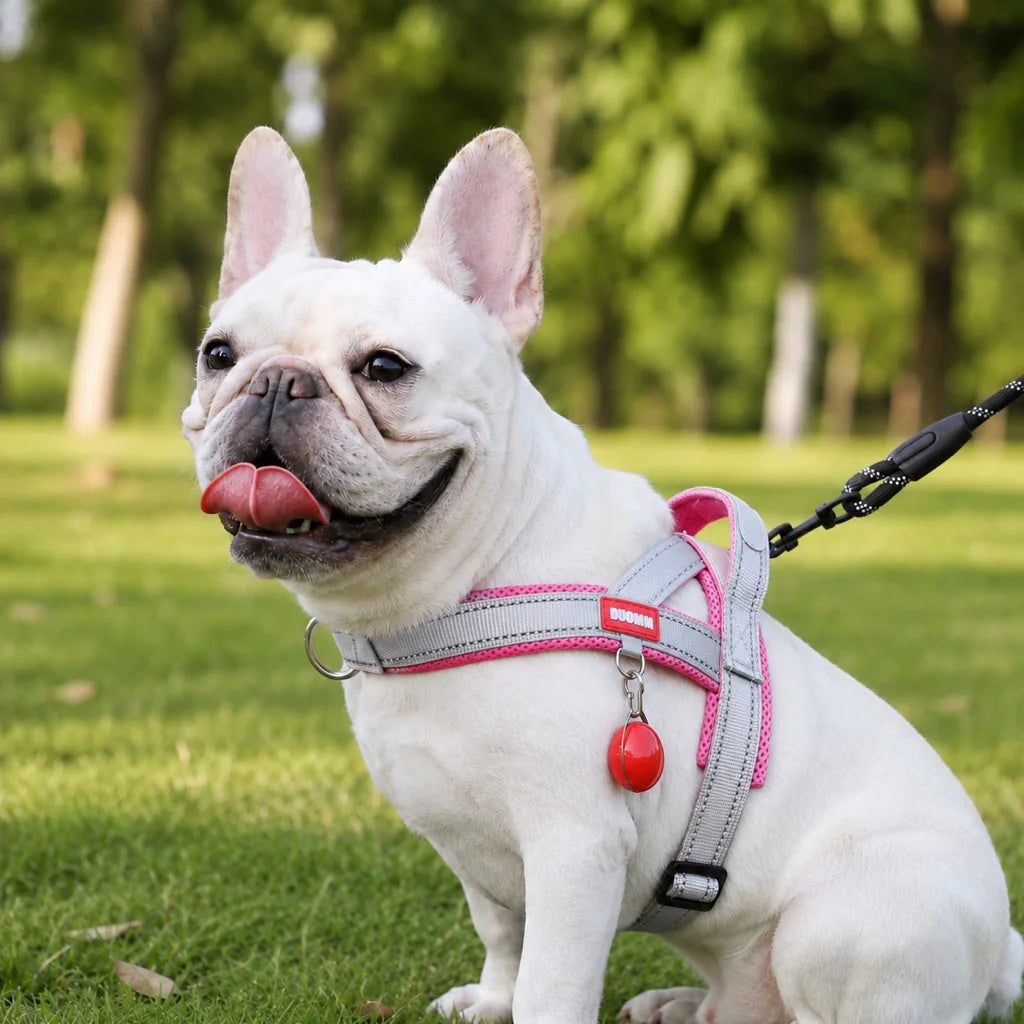 Paws in Awe Reflective French Bulldog Harness & Leash Set for Daily Walks image 11
