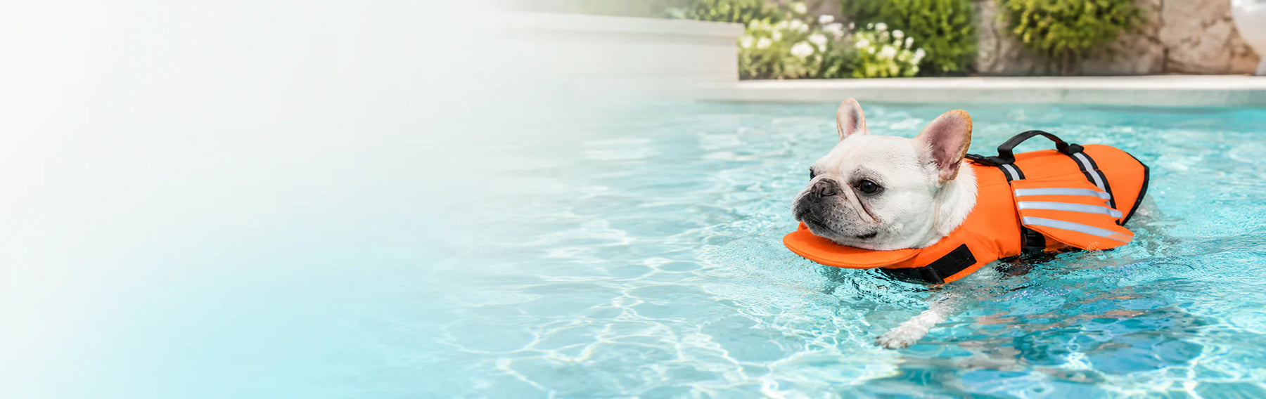 French bulldog wearing an orange reflective life jacket in a swimming pool