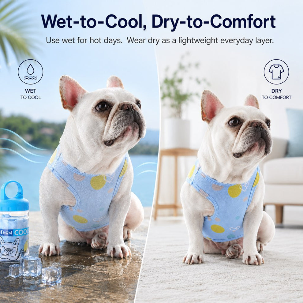 Wet to cool dog vest for heat sensitive Frenchies