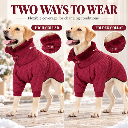 high and folded collar options on a burgundy dog winter coat