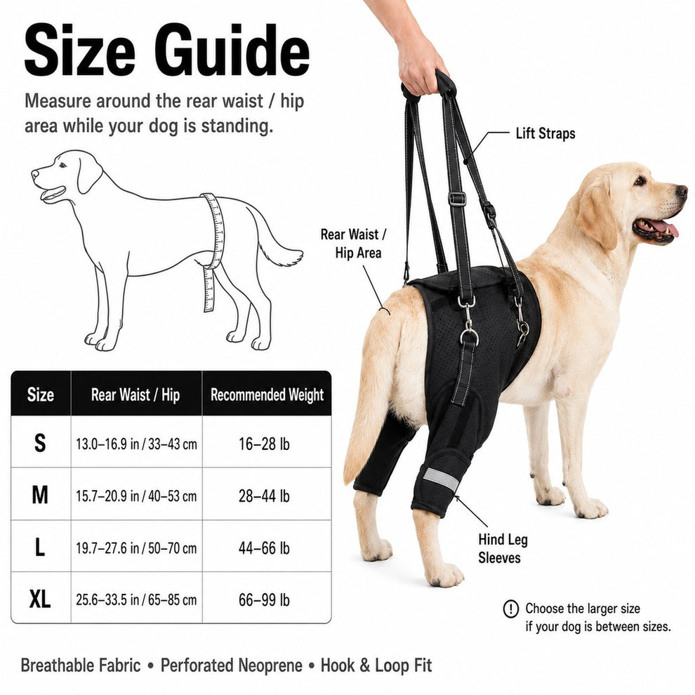 Rear-leg support lift leash for senior and mobility-limited dogs